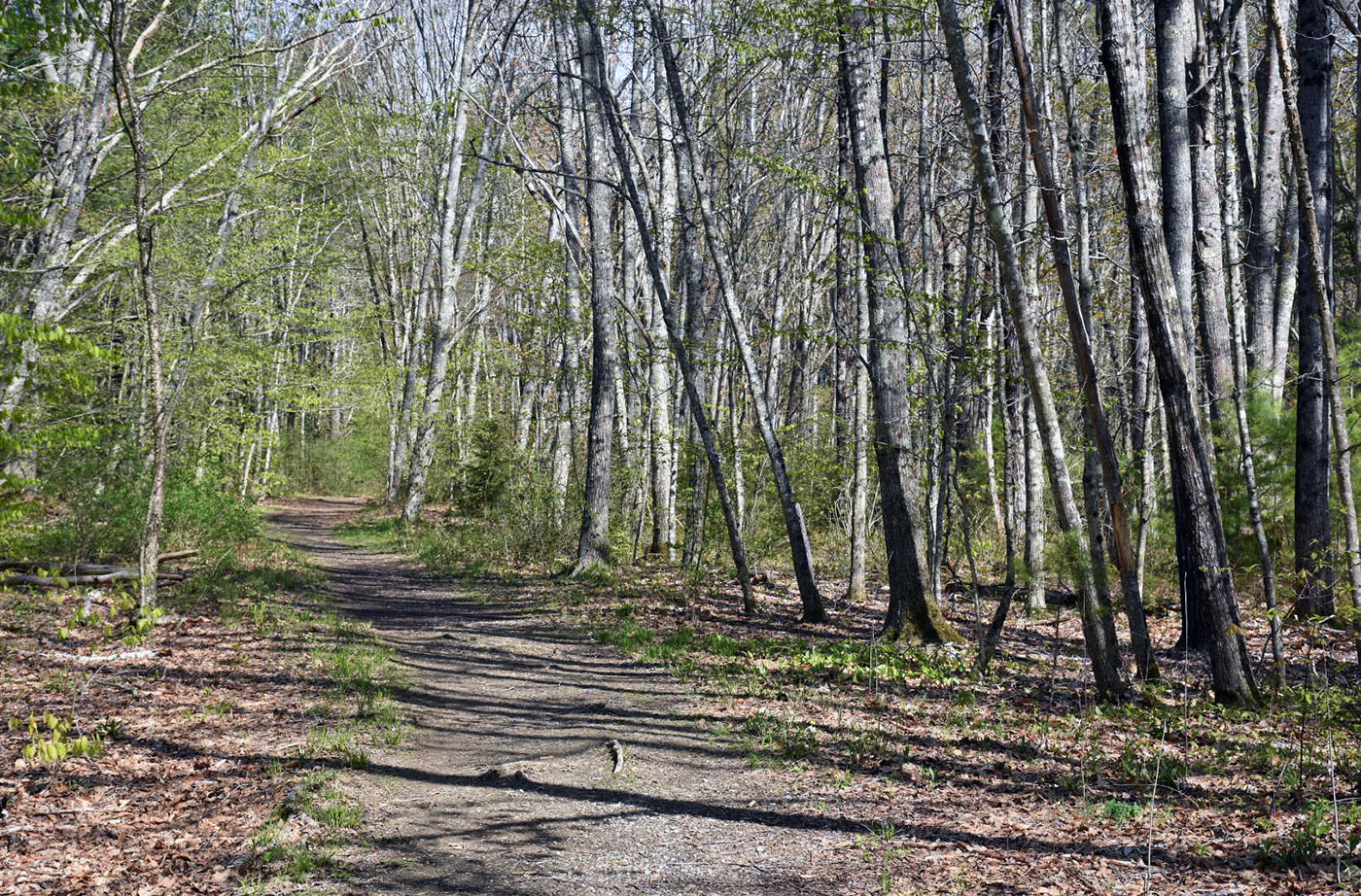 hiking trail at Maquoit Bay Conservation Land