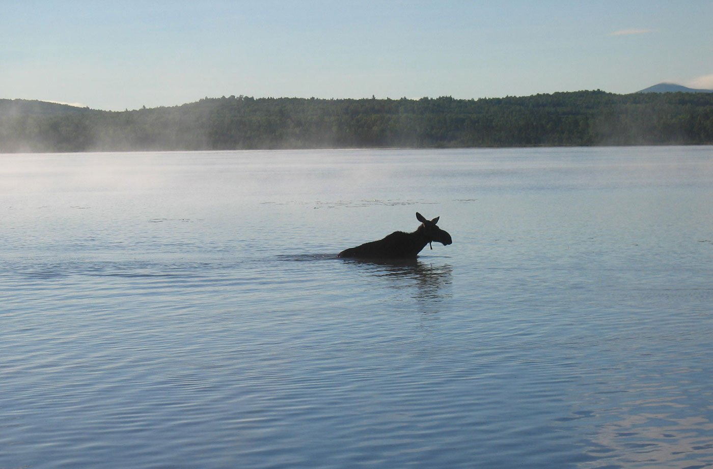 Moose in water