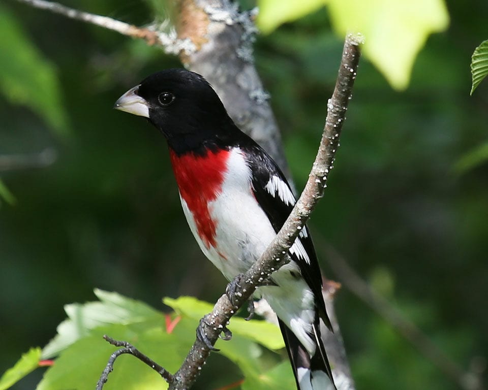 Rose-breasted Grosbeak