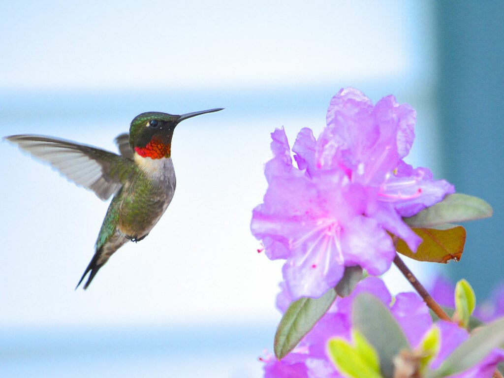 Ruby-throated hummingbird and flower