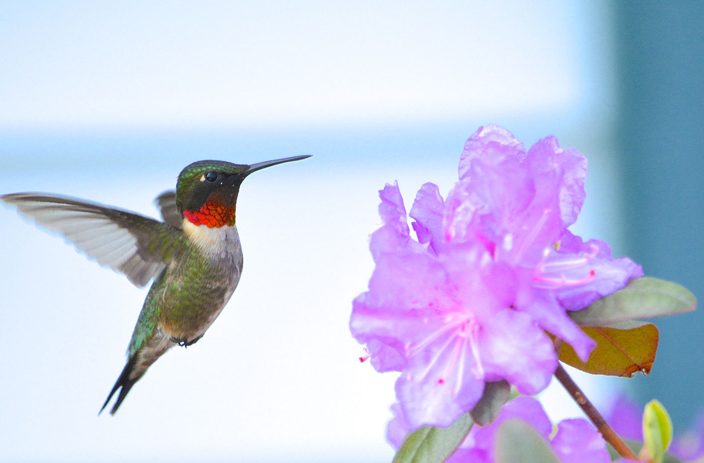 Ruby-throated Hummingbird