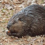 beaver eating an acorn