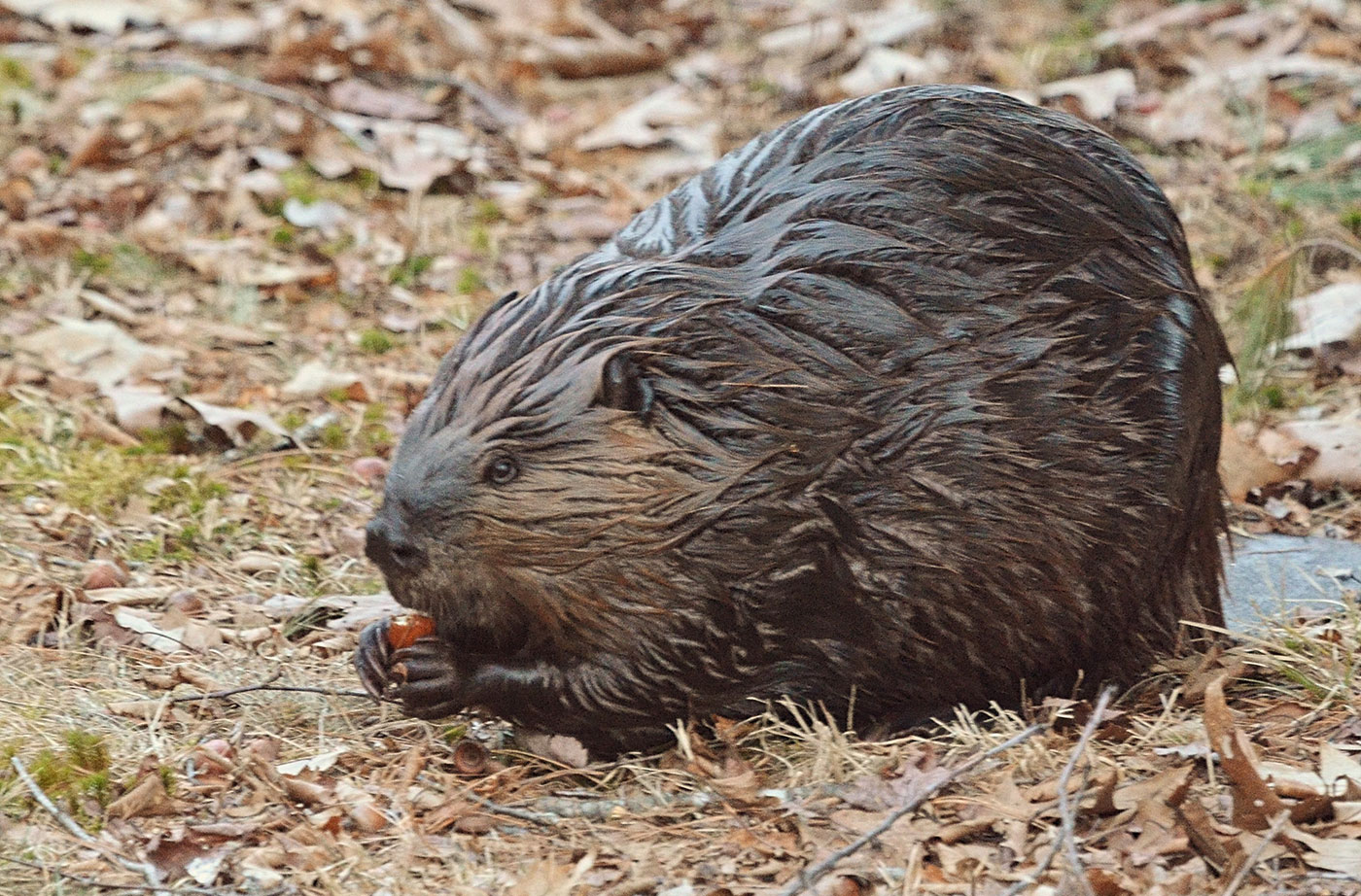 beaver eating an acorn