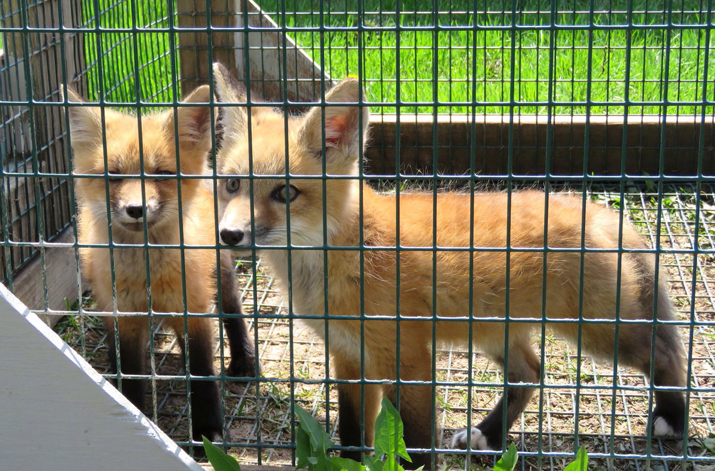 fox kits