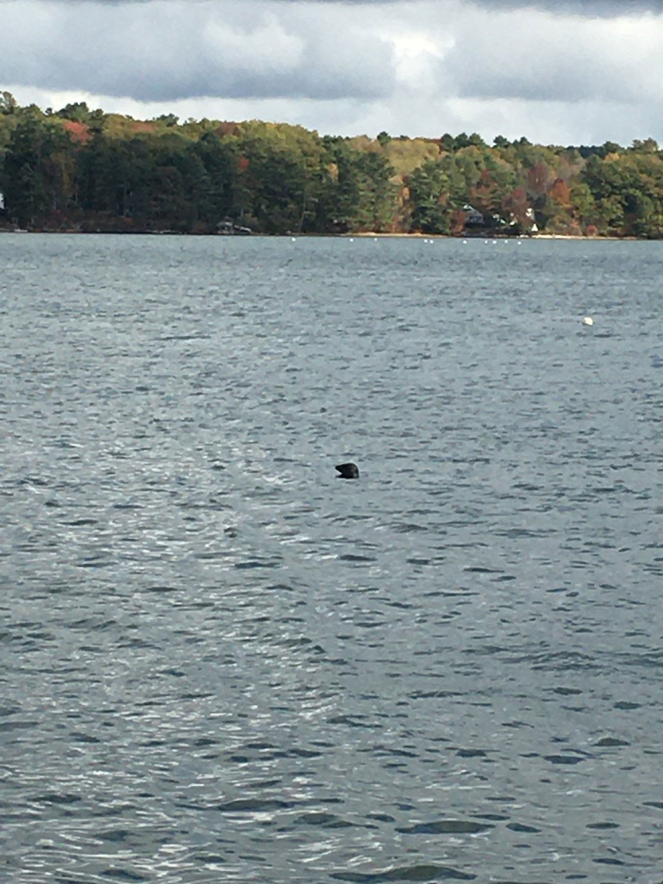 seal bobbing in ocean