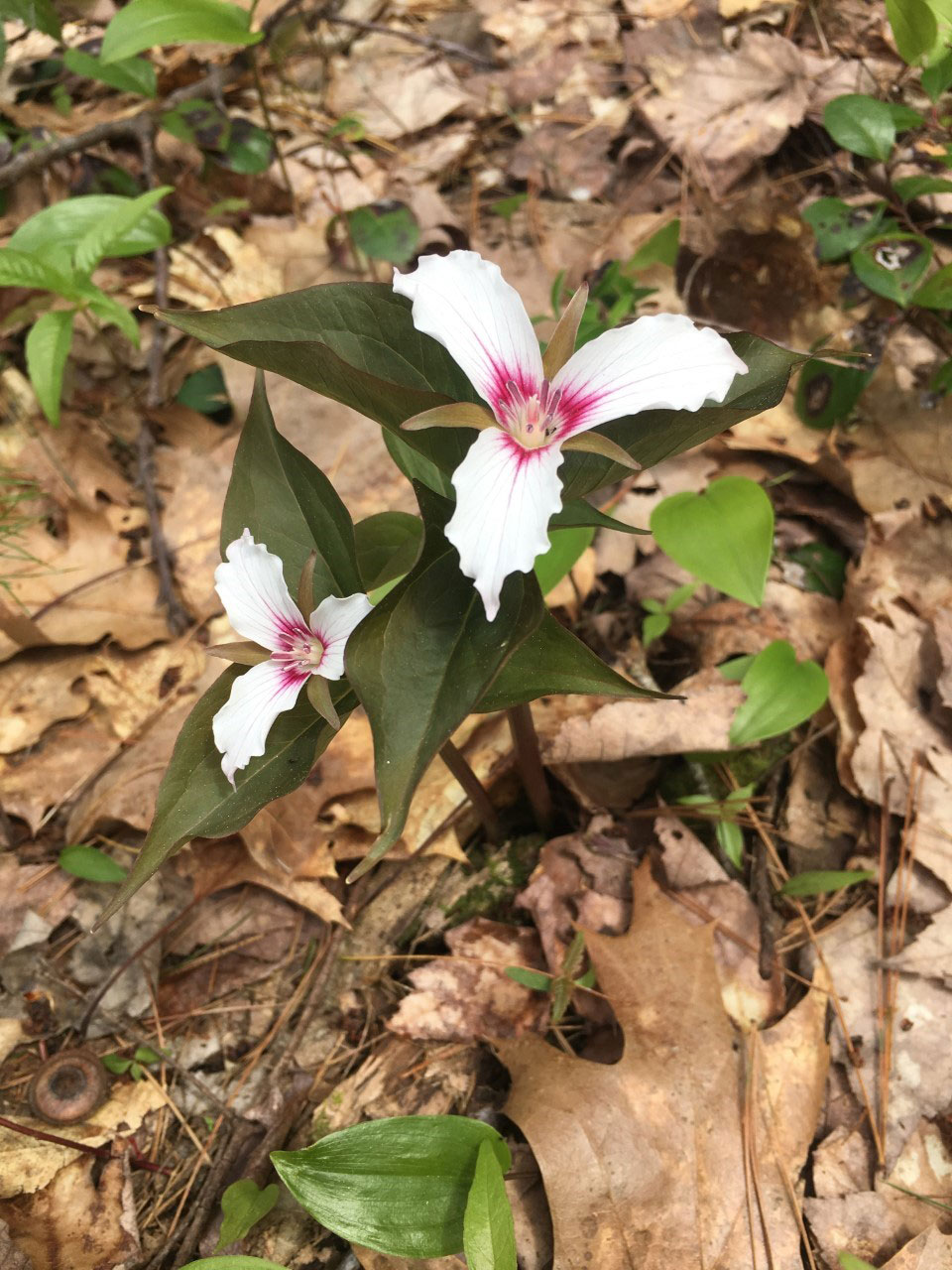 trillium