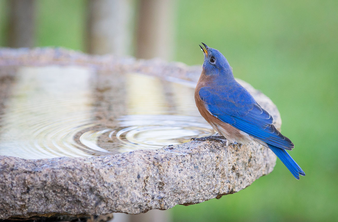 bird perched on bird bath