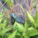 Frog in Bowdoinham