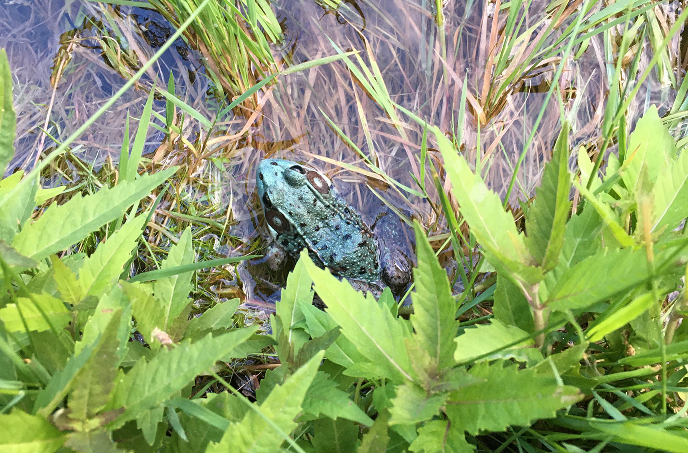 Frog in Bowdoinham