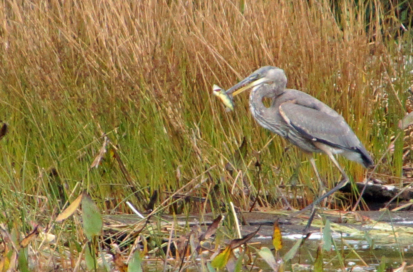 Great Blue Heron on MDI