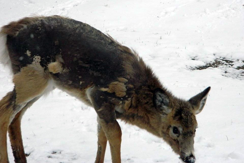 deer with mange