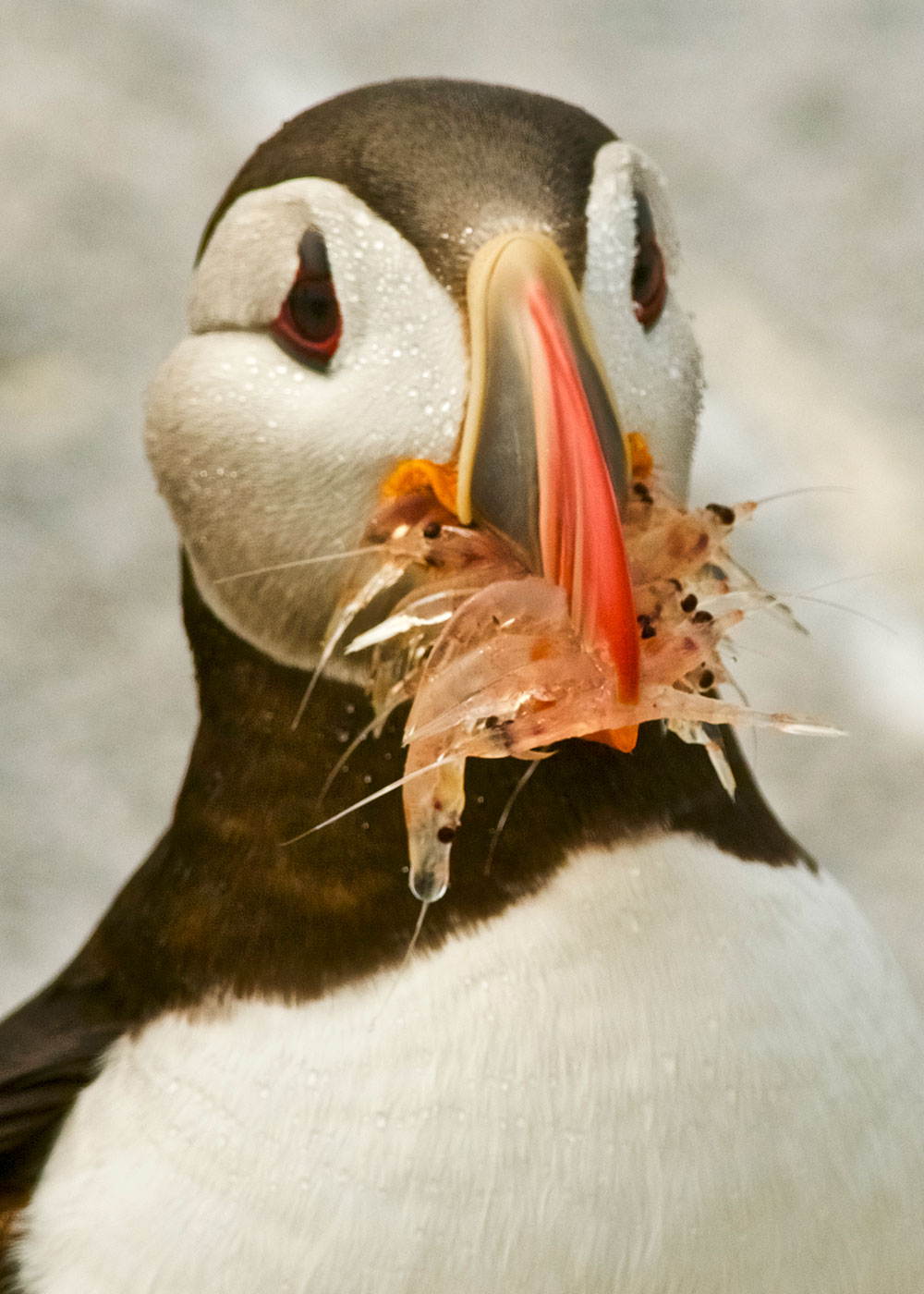 puffin with krill