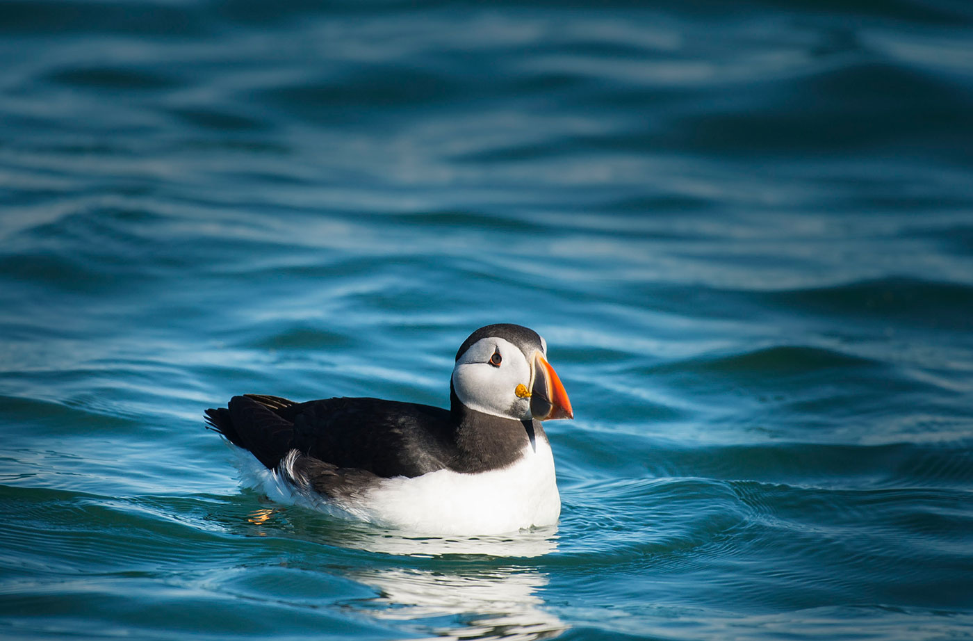 puffin floating in water