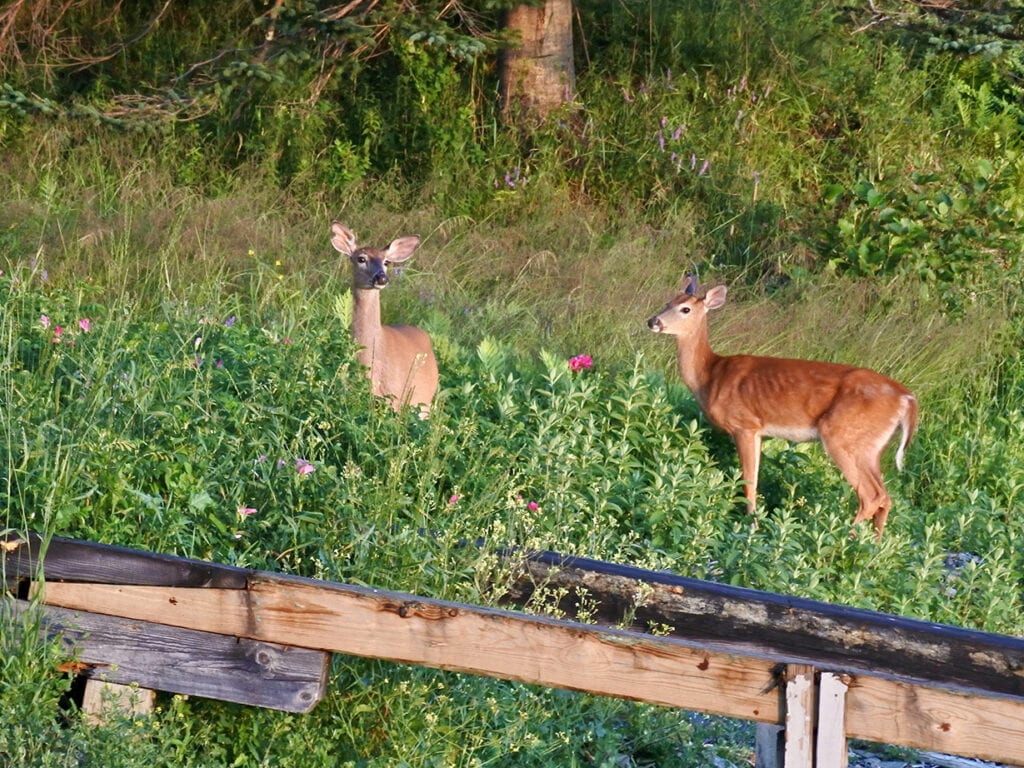 two deer in Tenants Harbor