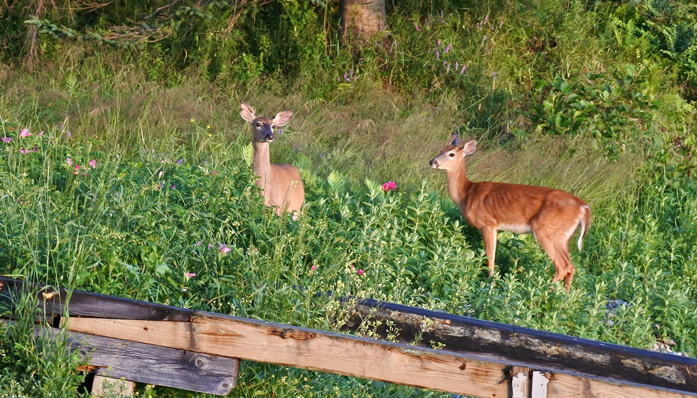 two deer in Tenants Harbor