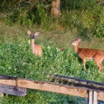 two deer in Tenants Harbor