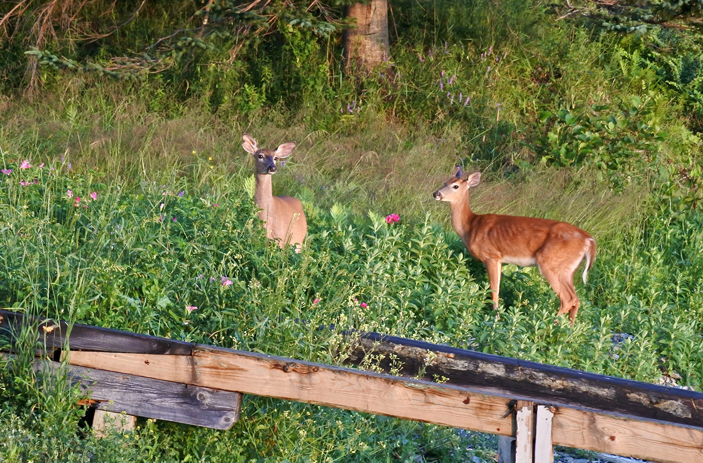 two deer in Tenants Harbor