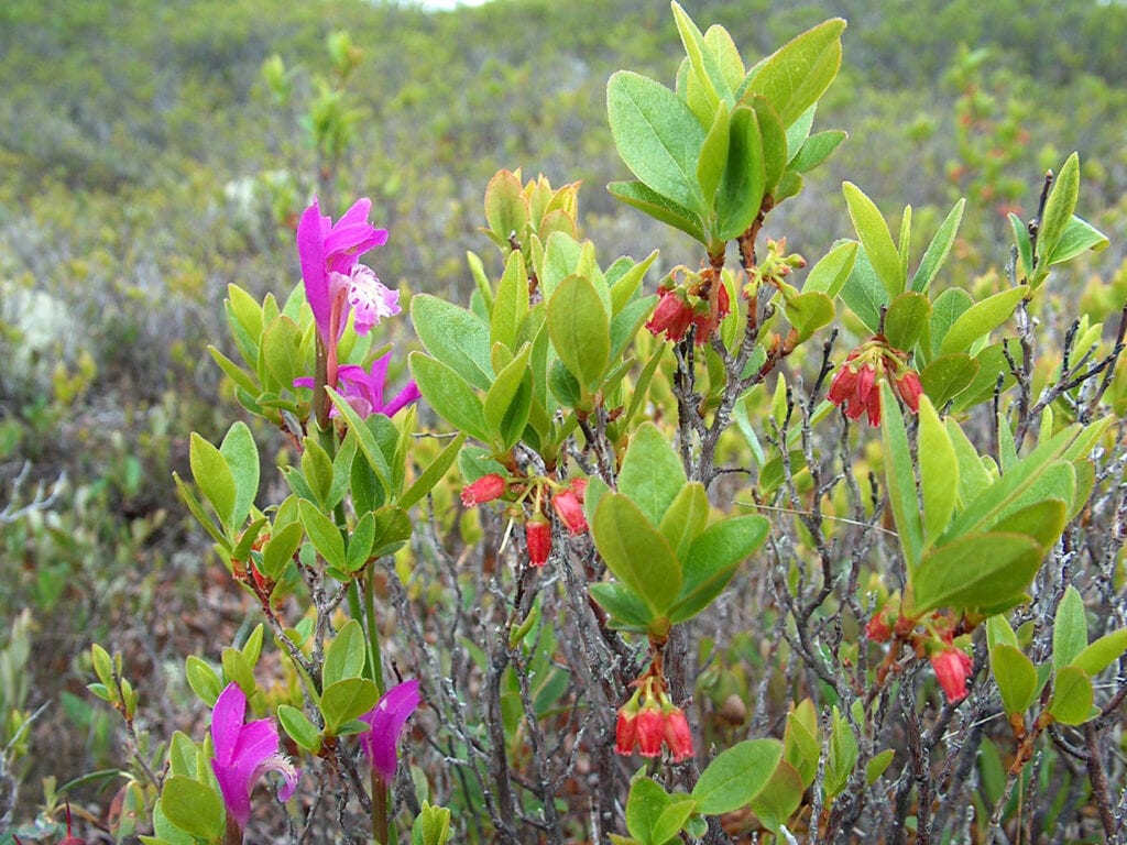 flowers on Great Heath Ecological Reserve