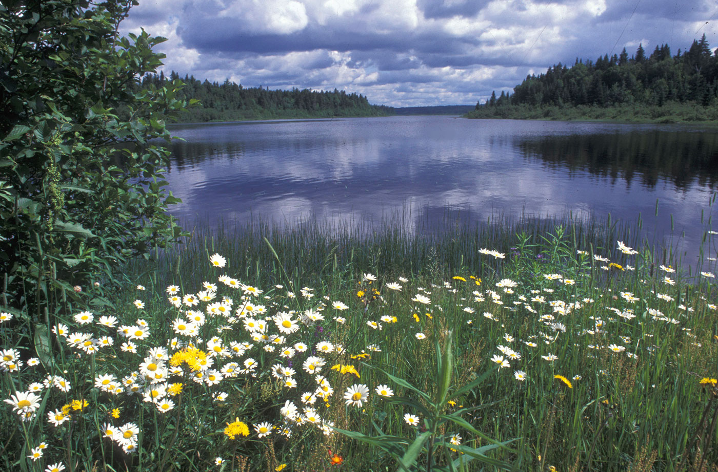 Daisies along Allagash Wilderness Waterway