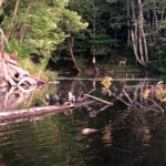 deer on Kennebec River bank