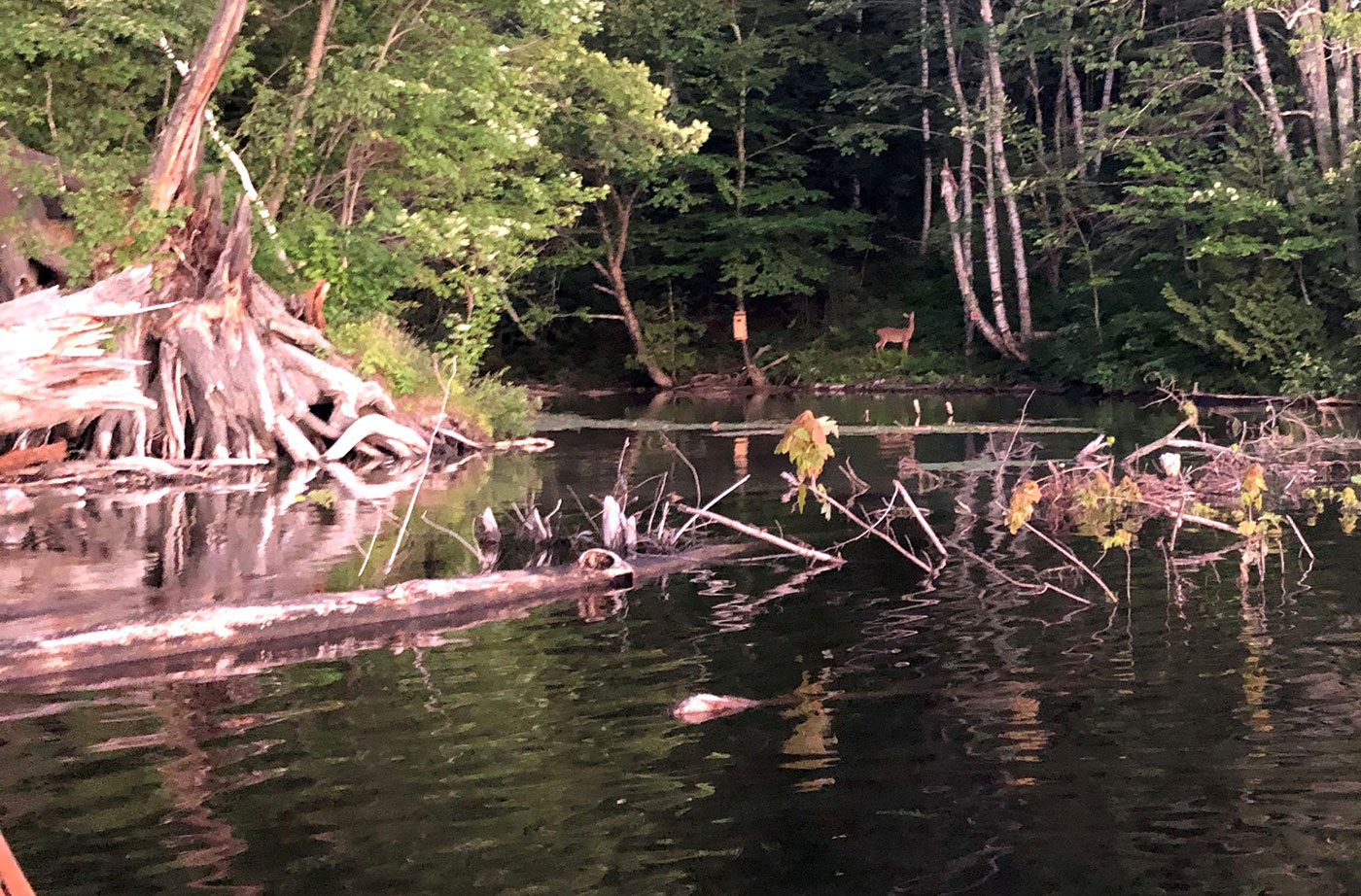 deer on Kennebec River bank