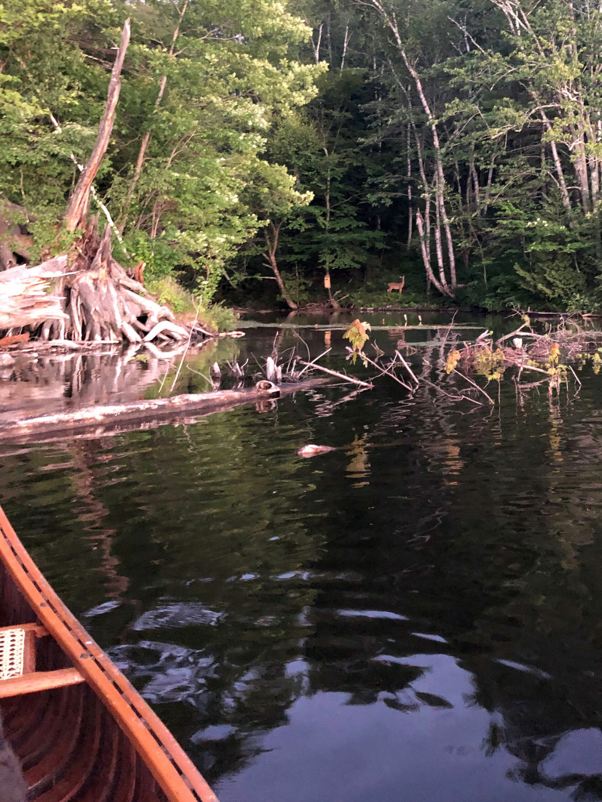 deer along river bank