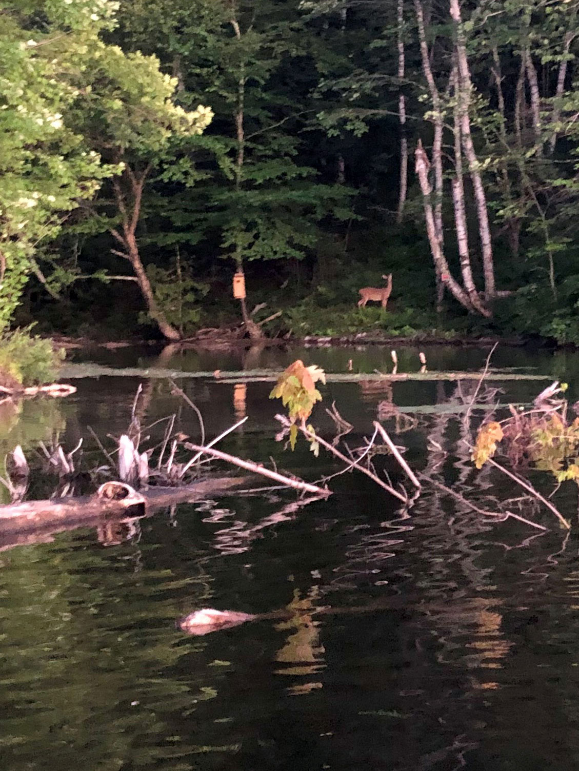 deer along riverbank