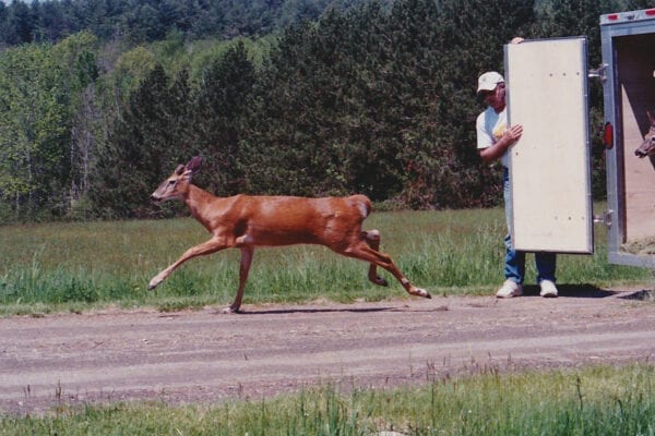 deer being released from wildlife center