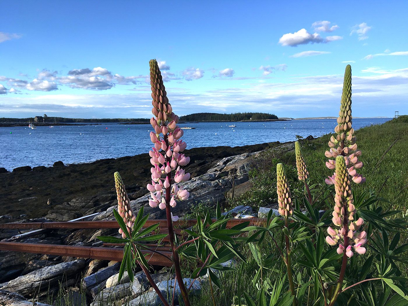 lupines along Maine's coast