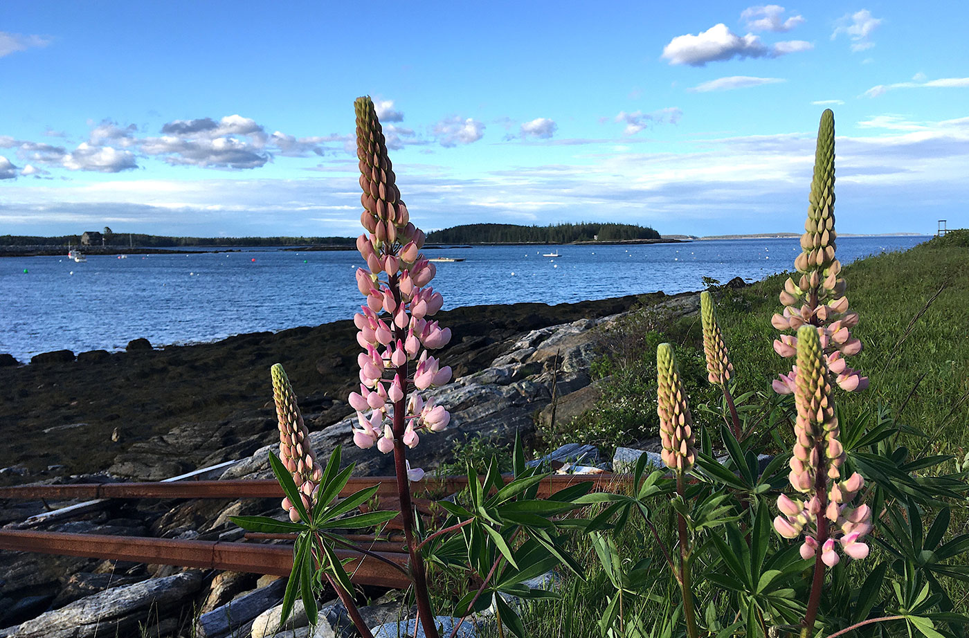 lupines