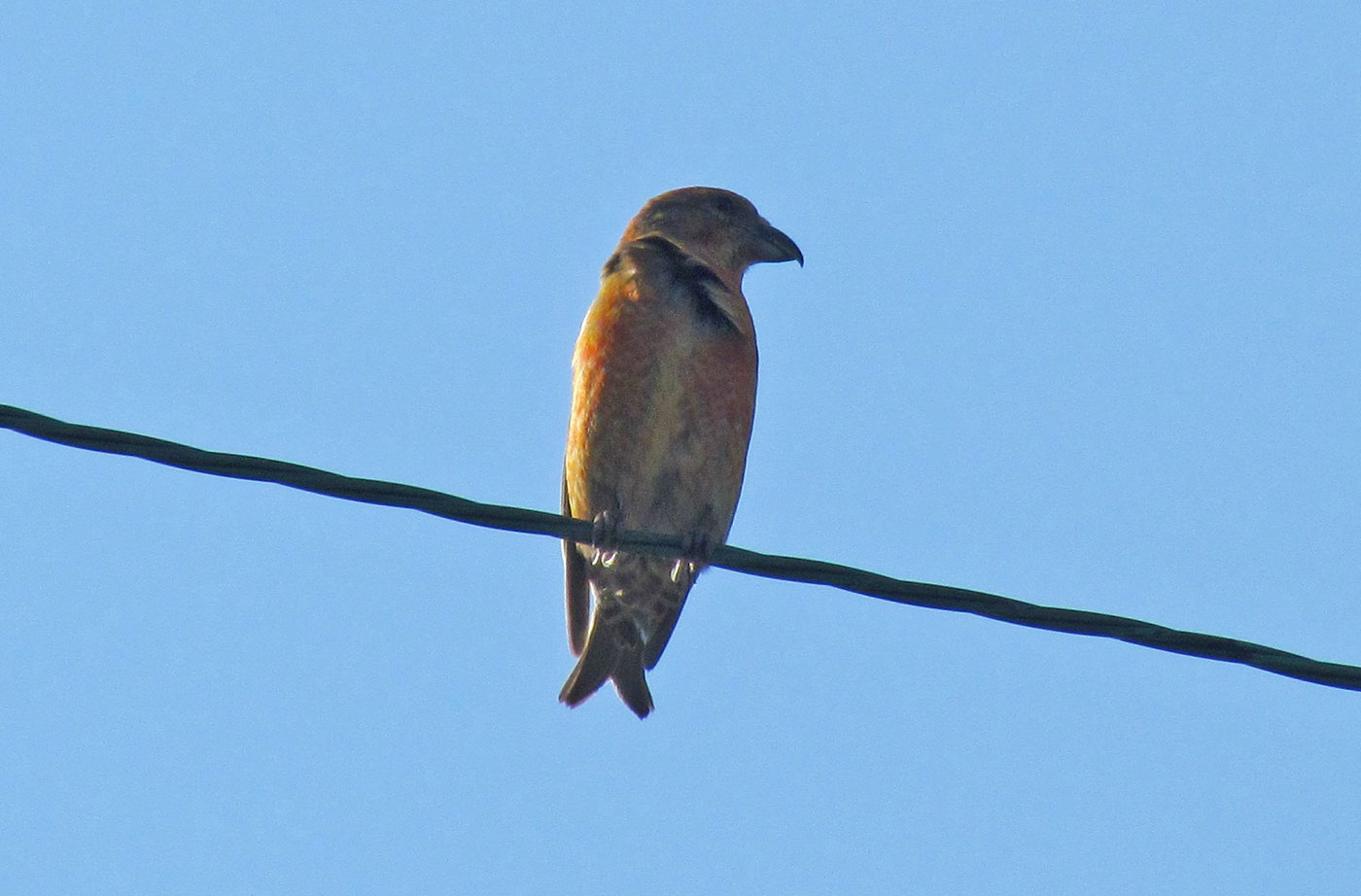 Red Crossbill