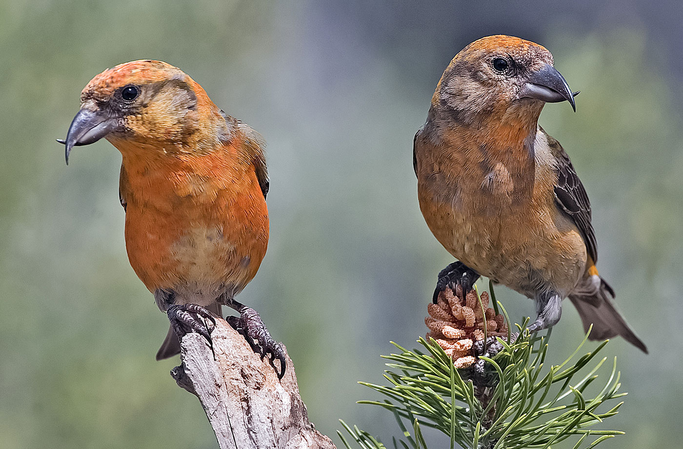 Two Red Crossbills