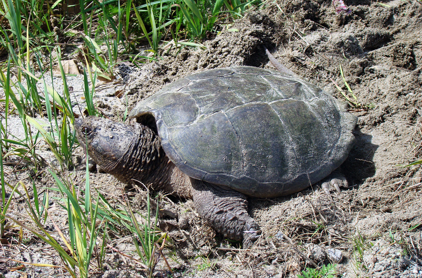 snapping turtle