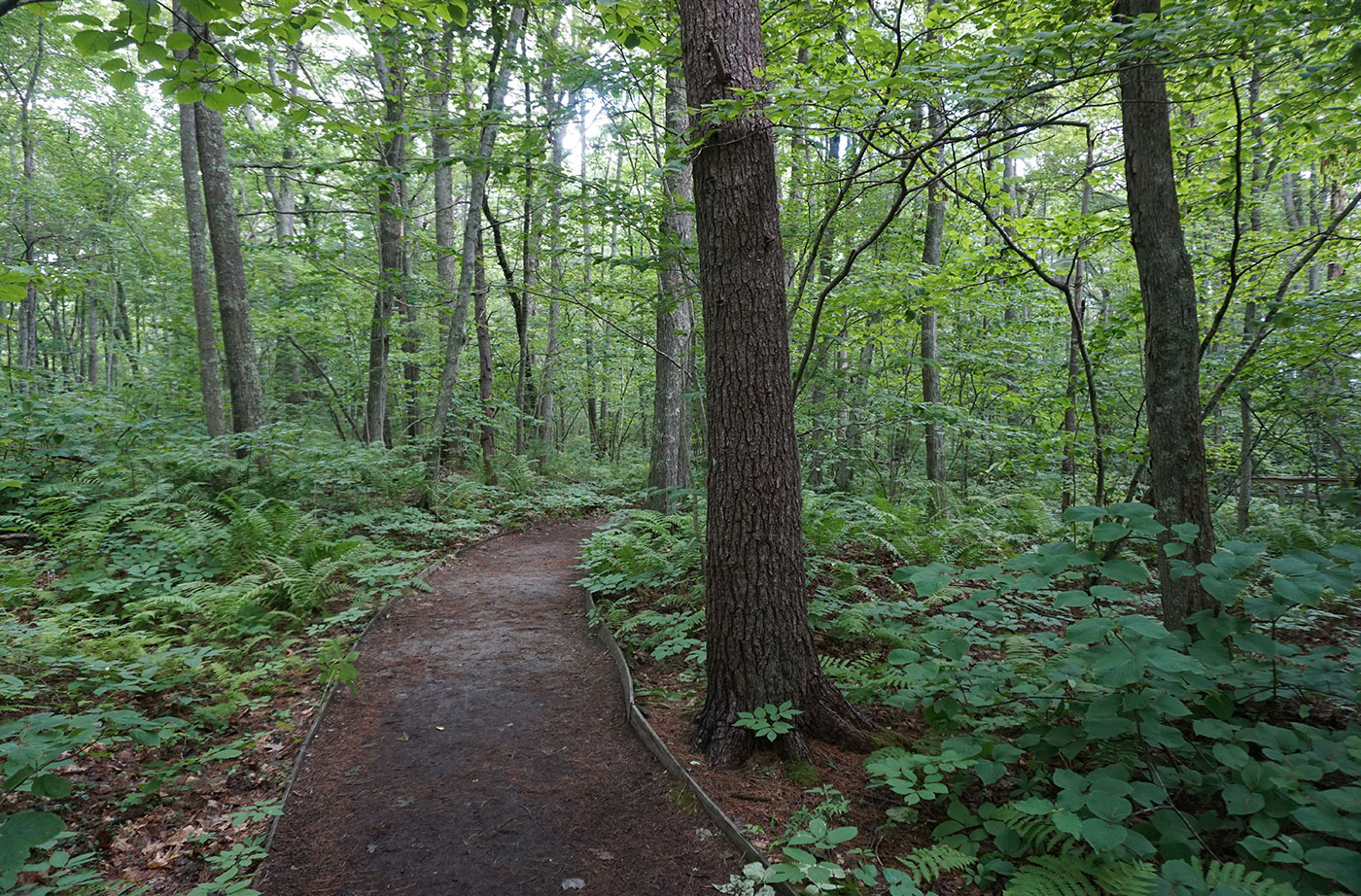 trees on Rachel Carson Trail