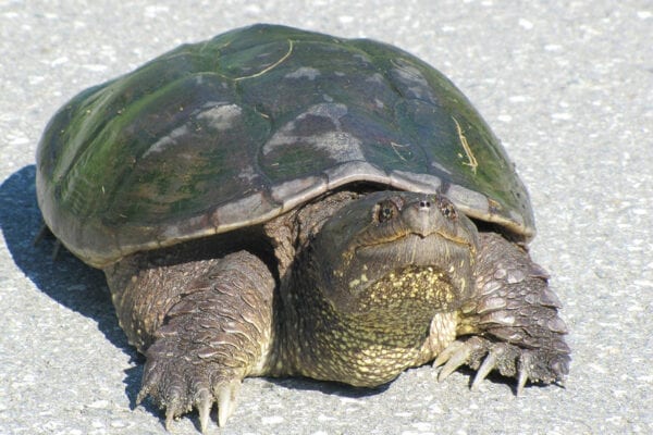 snapping turtle