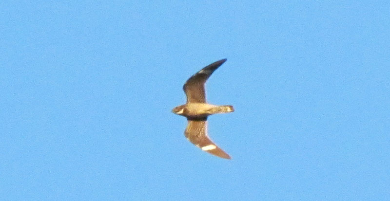 Common Nighthawk flying