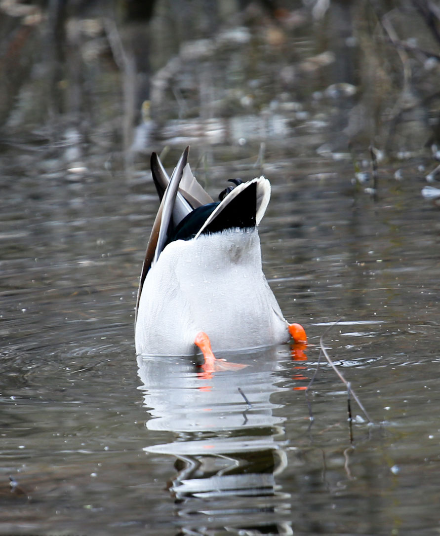 Mallard "Bottoms Up"