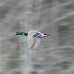 Mallard in flight