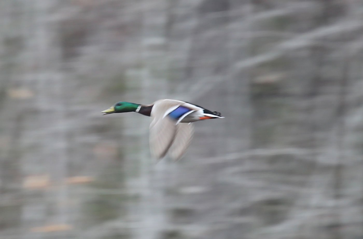 Mallard in flight