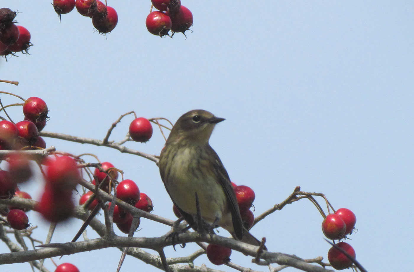 Yellow-rumped Warbler in tree