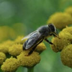 bee collecting pollen