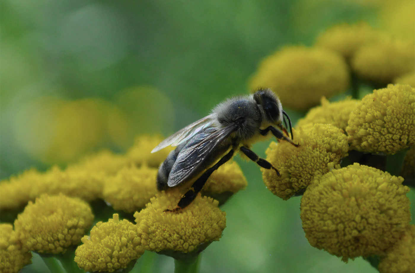 bee collecting pollen