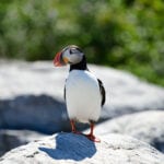 puffin