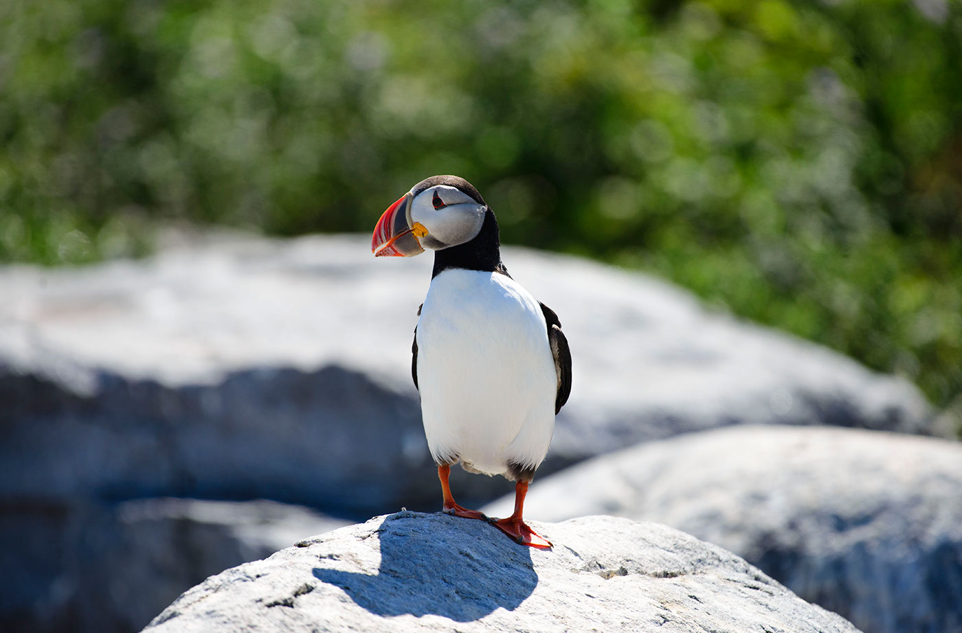 puffin