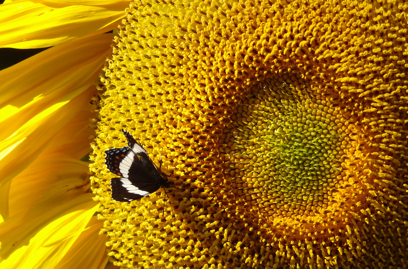 butterfly on sunflower