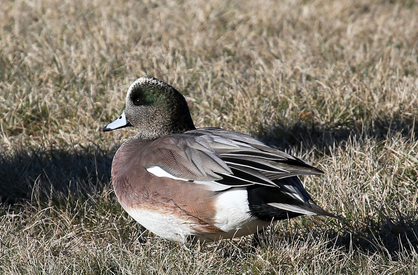 American Wigeon