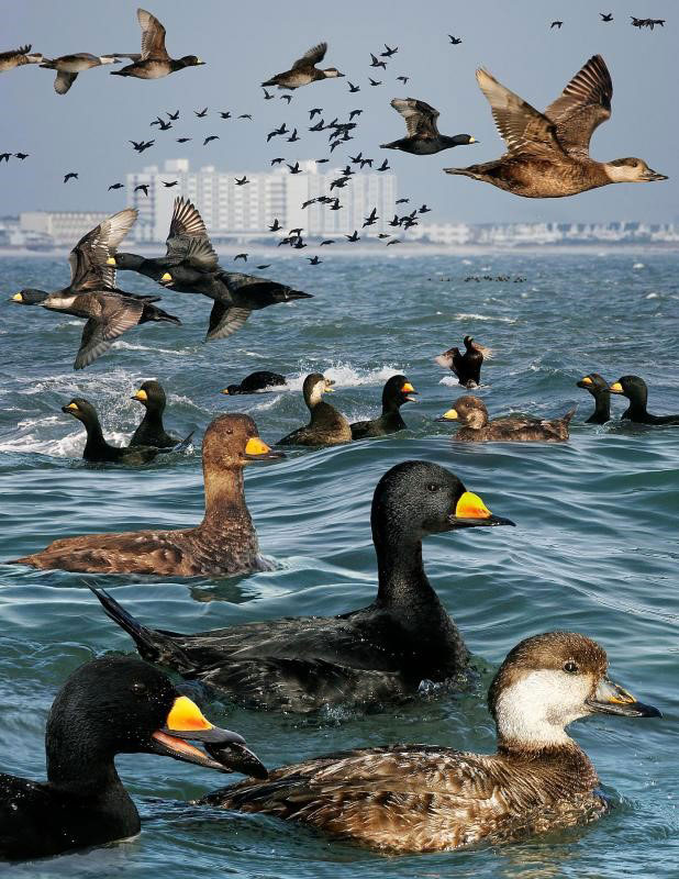 Black scoters