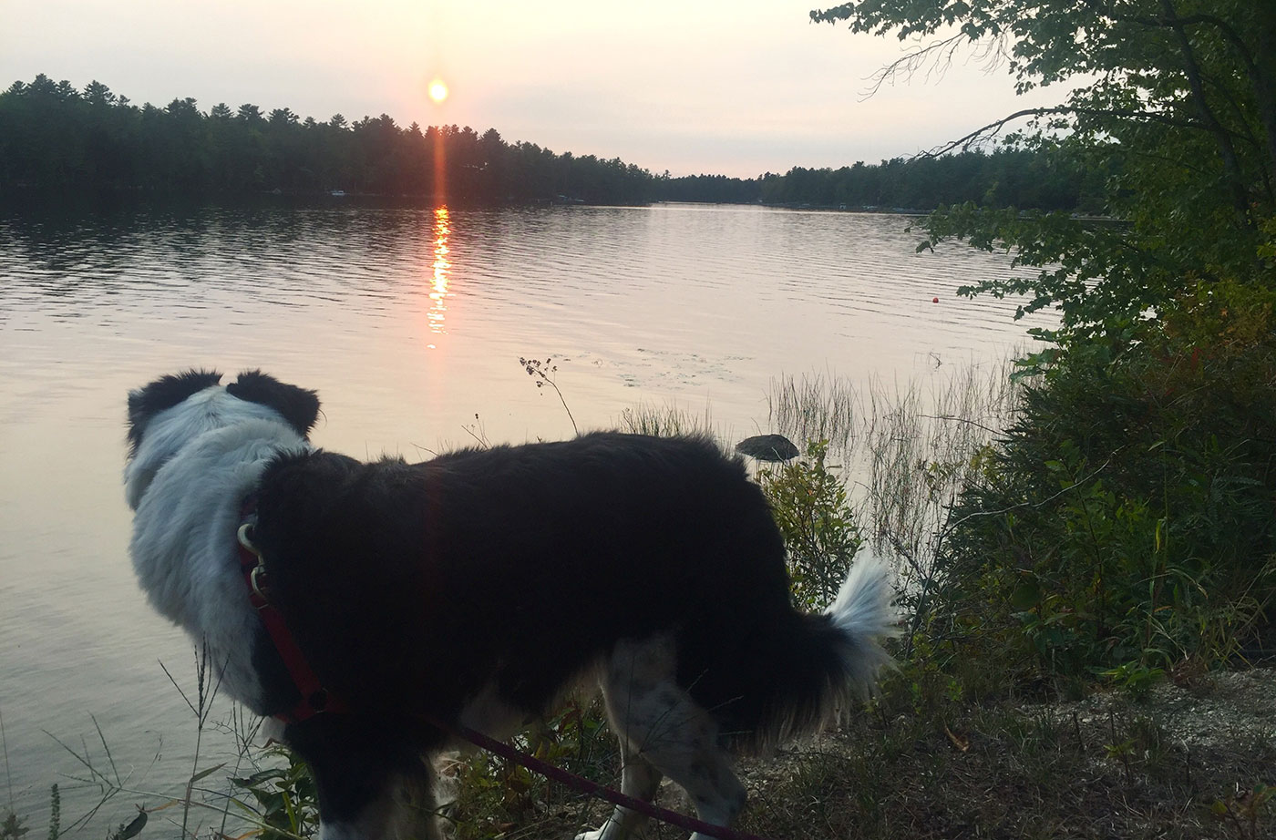 hazy sunset and dog