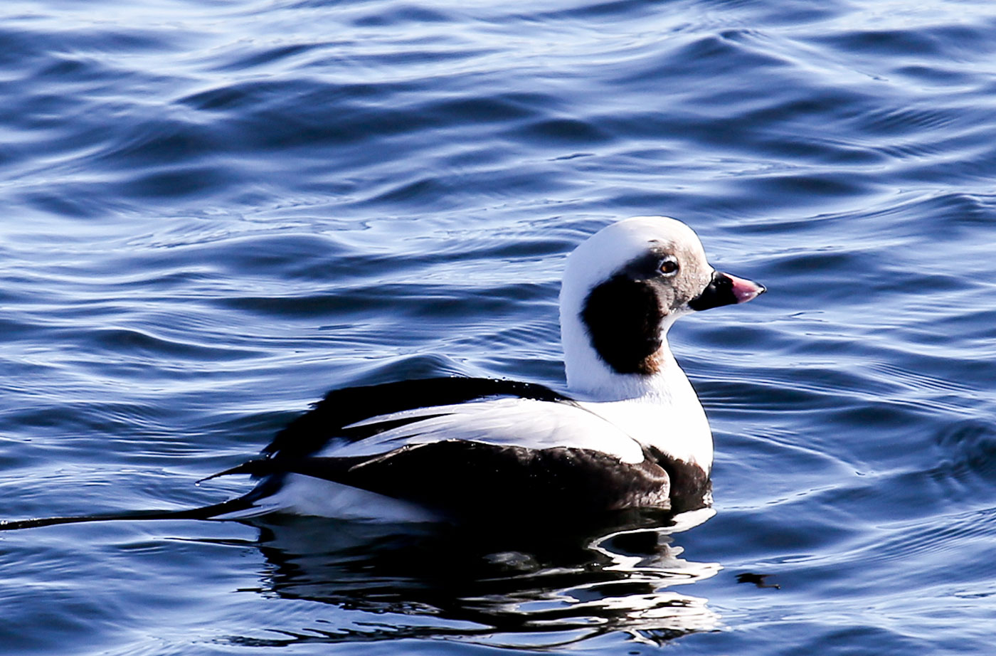 Long-tailed duck