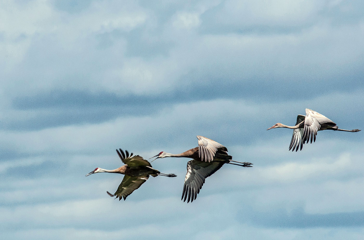 Sandhill cranes flying